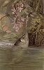 Брызгун, Toxotex jaculator (лат.). Иллюстрация из "Жизни животных" Брема. 
