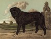 Мастиф Волси, принадлежащий мистеру Бэнбери (из "Книги собак" Веро Шоу, украшенной великолепными иллюстрациями Чарльза Барбера. Лондон. 1881 год)