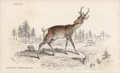 Антилопа Dicranocerus furcifer (лат.) (лист 22 тома XI "Библиотеки натуралиста" Вильяма Жардина, изданного в Эдинбурге в 1843 году)