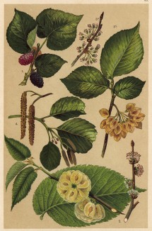 Шелковица чёрная (Morus nigra), ильм горный (Ulmus montana), вяз обыкновенный (Ulmus effusa Willd.), ольха клейкая, или чёрная (Alnus glutinosa)