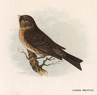 Малая чечётка (англ. Lesser Redpole). Лист из издания "Our Native Songsters" Анны Пратт. Лондон, 1852