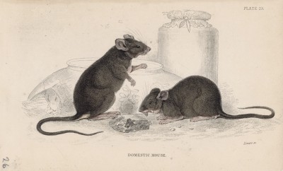 Трапеза домашних мышей (Mus Musculus (лат.)) (лист 25 тома VII "Библиотеки натуралиста" Вильяма Жардина, изданного в Эдинбурге в 1838 году)