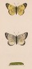 Бабочка желтушка луговая (лат. Papilio Hyale) и её гусеница. History of British Butterflies Френсиса Морриса. Лондон, 1870, л.5