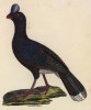 Гокко однорогий (лист из альбома литографий "Галерея птиц... королевского сада", изданного в Париже в 1825 году)