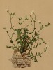 Ясколка каринтийская (Cerastium carinthiacum (лат.)) (из Atlas der Alpenflora. Дрезден. 1897 год. Том I. Лист 100)