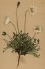 Мак альпийский, обитающий и в Пиренеях (Papaver alpinum (лат.)) (из Atlas der Alpenflora. Дрезден. 1897 год. Том II. Лист 141)