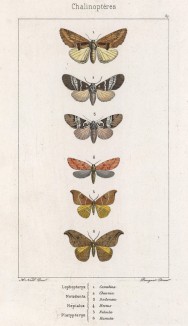 Некоторые бабочки родов Lophopteryx, Notodonta, Hepialus и Phlatypteryx (лат.) (лист 67)