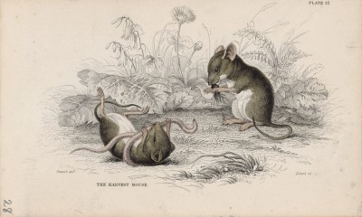 Битва полевой мыши и червяка (Mus messorius (лат.)) (лист 27 тома VII "Библиотеки натуралиста" Вильяма Жардина, изданного в Эдинбурге в 1838 году)