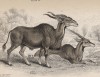 Антилопа импупо, или куду (Baselaphus oreas (лат.)) (лист 19 тома X "Библиотеки натуралиста" Вильяма Жардина, изданного в Эдинбурге в 1843 году)