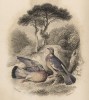 Титульный лист XIX тома "Библиотеки натуралиста" Вильяма Жардина, изданного в Эдинбурге в 1843 году и посвящённого Плинию Старшему (на миниатюре изображены два голубя)