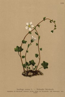 Камнеломка поникшая (Saxifraga cernua (лат.)) (из Atlas der Alpenflora. Дрезден. 1897 год. Том II. Лист 180)