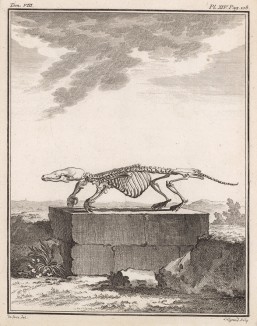 Скелет (лист XIV иллюстраций к седьмому тому знаменитой "Естественной истории" графа де Бюффона, изданному в Париже в 1758 году)