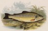 Форель обыкновенная (иллюстрация к "Пресноводным рыбам Британии" -- одной из красивейших работ 70-х гг. XIX века, выполненных в технике хромолитографии)