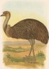 Эму, Dromaius Novae Hollandiae (лат.). G.J.Broinowski. The Birds of Australia comprising three hundred full-pagе illustrations... Т.II, л.L. Мельбурн, 1890 