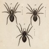 Всевозможные тарантулы рода Lucosa (лат.) (лист из Monographie der spinne... Нюрнберг. 1829 год (экземпляр № 26 из 100))