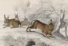 Стадо кроликов (Lepus Cuniculus (лат.)) (лист 32 тома VII "Библиотеки натуралиста" Вильяма Жардина, изданного в Эдинбурге в 1838 году)
