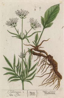 Знаменитая валериана (Valeriana (лат.)) (лист 250 "Гербария" Элизабет Блеквелл, изданного в Нюрнберге в 1757 году)