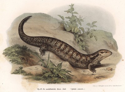 Сцинк Сyclodes scincoides (лат.), обитающий в Австралии (из Naturgeschichte der Amphibien in ihren Sämmtlichen hauptformen. Вена. 1864 год)