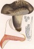 Подгруздок чернеющий, Russula nigricans Bull. (лат.). Дж.Бресадола, Funghi mangerecci e velenosi, т.II, л.108. Тренто, 1933