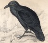 Ворон (Corvus corax (лат.)) (лист 12 тома XXV "Библиотеки натуралиста" Вильяма Жардина, изданного в Эдинбурге в 1839 году)
