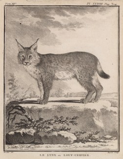 Рысь (лист XXXVIII иллюстраций к третьему тому знаменитой "Естественной истории" графа де Бюффона, изданному в Париже в 1750 году)