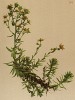 Камнеломка жестколистная (Saxifraga aizoides (лат.)) (из Atlas der Alpenflora. Дрезден. 1897 год. Том II. Лист 191)