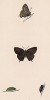 Бабочка хвостатка вязовая, или хвостатка w-белое (лат. Papilio W-album), её гусеница и куколка. Моррис Френсис, History of British Butterflies, л.39. Лондон, 1870 