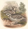 Виргинская американская куропатка, Ortyx texanus (лат.). United States and Mexican Boundary Survey… Spencer F. Baird, Birds of the Boundary. л.XXIV. Вашингтон, 1859 