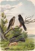 Три кобчика в 1/3 натуральной величины (лист XXXIII красивой работы Оскара фон Ризенталя "Хищные птицы Германии...", изданной в Касселе в 1894 году)
