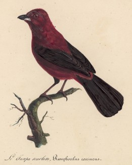 Алая танагра (Ramphocelus coccineus (лат.)) (лист из альбома литографий "Галерея птиц... королевского сада", изданного в Париже в 1822 году)