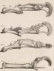 Кости и когти (лист XXXIII иллюстраций к десятому тому знаменитой "Естественной истории" графа де Бюффона, изданному в Париже в 1763 году)