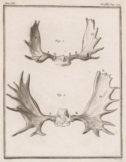 Лосиные рога (лист VIII иллюстраций к двенадцатому тому знаменитой "Естественной истории" графа де Бюффона, изданному в Париже в 1764 году)