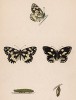 Бабочка пестроглазка галатея, или бархатница галатея (лат. Papilio Galathea), её гусеница и куколка. History of British Butterflies Френсиса Морриса. Лондон, 1870, л.13