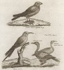 Птицы: татарский жаворонок (Alauda Tatarica), зелёная персидская щурка (Merops persica), большой пеликан (Pelecanus Carbo), малый пеликан (Pelecanus pigmeus)