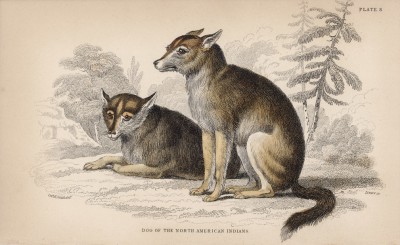 Собаки североамериканских индейцев (Dog of the North American Indians (англ.)) (лист 8 тома V "Библиотеки натуралиста" Вильяма Жардина, изданного в Эдинбурге в 1840 году)