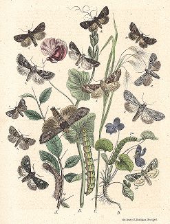 Бабочки семейства совок или ночниц. "Книга бабочек" Фридриха Берге, Штутгарт, 1870. 