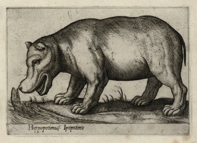 Hippopotamo (ит.), целующий крокодила (лист из альбома Nova raccolta de li animali piu curiosi del mondo disegnati et intagliati da Antonio Tempesta... Рим. 1651 год)