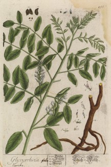 Солодковый корень (Glycyrrhiza liquiritia (лат.)). Корни и корневища применяются на протяжении многих веков в традиционной медицине стран Востока. Медонос (лист 495 "Гербария" Элизабет Блеквелл, изданного в Нюрнберге в 1760 году)