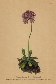 Первоцвет мучнистый (Primula farinosa (лат.)) (из Atlas der Alpenflora. Дрезден. 1897 год. Том IV. Лист 313)