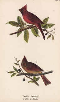Кардинал, или зимняя красная птица (Cardinalis cardinalis) (лист 34 известной работы Бенджамина Уоррена "Птицы Пенсильвании", иллюстрированной по мотивам оригиналов Джона Одюбона. США. 1890 год)