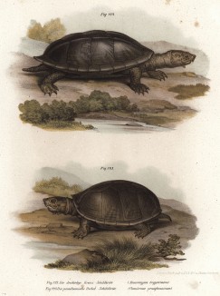 Американские черепахи Stayrotypus tryporcalus и Cinosternon pensylvanicum (лат.) (из Naturgeschichte der Amphibien in ihren Sämmtlichen hauptformen. Вена. 1864 год)