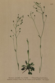Кернера скальная (Kernera saxatilis (лат.)) (из Atlas der Alpenflora. Дрезден. 1897 год. Том II. Лист 149)