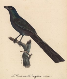 Лесная сорока (Crypsirina (лат.)) (лист из альбома литографий "Галерея птиц... королевского сада", изданного в Париже в 1822 году)
