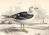 Клуша (Larus Fuscus (лат.)) — крупная чайка, гнездящаяся на атлантическом побережье Европы (лист 26 тома XXVII "Библиотеки натуралиста" Вильяма Жардина, изданного в Эдинбурге в 1843 году)