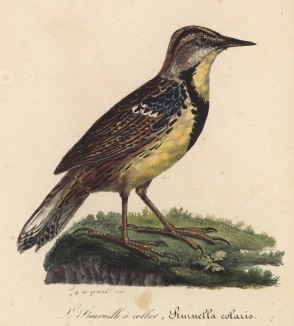 Ожереловый трупиал (Sturnella colaris (лат.)) (лист из альбома литографий "Галерея птиц... королевского сада", изданного в Париже в 1822 году)