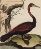 Змеиная птица (змеешейка) (из Table des Planches Enluminées d'Histoire Naturelle de M. D'Aubenton (фр.). Утрехт. 1783 год (лист 107))