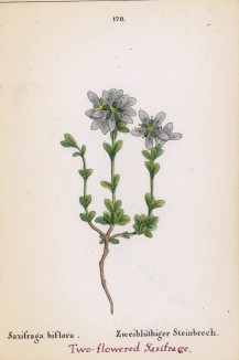 Камнеломка двухцветковая (Saxifraga biflora (лат.)) (лист 170 известной работы Йозефа Карла Вебера "Растения Альп", изданной в Мюнхене в 1872 году)