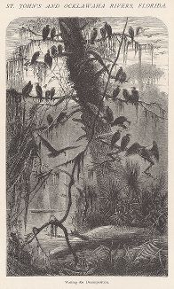 Болота Флориды: грифы и аллигатор. Лист из издания "Picturesque America", т.I, Нью-Йорк, 1872.