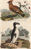 Бескрылая гагарка. По мотивам гравюр Джорджа Эдвардса. A Natural History of Uncommon Birds, and of Some Other Rare and Undescribed Animals, Quadrupeds, Reptiles, Fishes... Лондон, 1838
