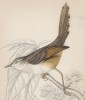 Белохвостый фаэтон (Drymoica superciliosa (лат.)) (лист 2 тома XXIII "Библиотеки натуралиста" Вильяма Жардина, изданного в Эдинбурге в 1843 году)